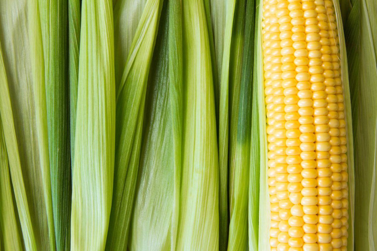 maïs