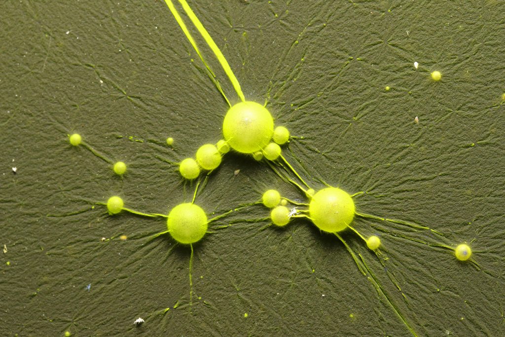 Cyanobactéries