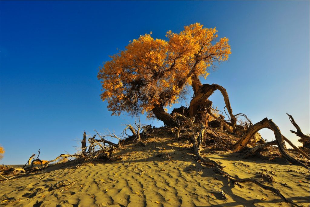 Desert au Mongolie intérieure en Chine